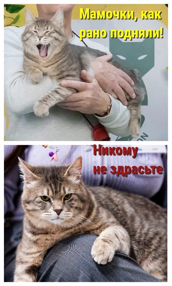 мем.jpg